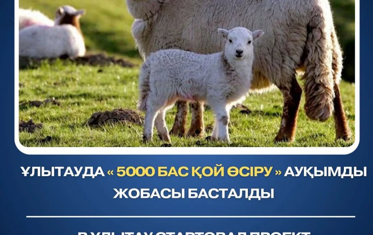 Ұлытауда «5000 бас қой өсіру» ауқымды жобасы басталды Ұлытауда «5000 бас қой өсіру» ауқымды жобасы басталды