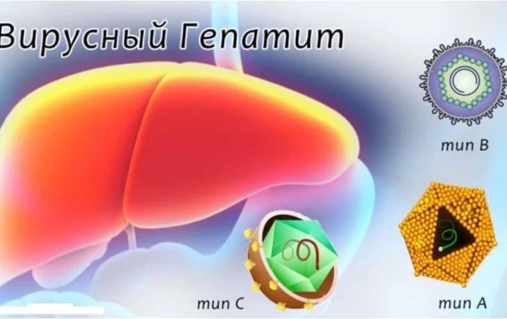 О вирусных гепатитах О вирусных гепатитах