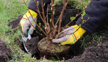 Срубил дерево &mdash; посади десять: как работает компенсационная посадка