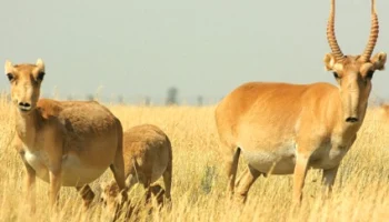 Мыңдаған Бетпақтағы киіктердің… мәселесі қалай шешіледі?