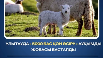 Ұлытауда «5000 бас қой өсіру» ауқымды жобасы басталды