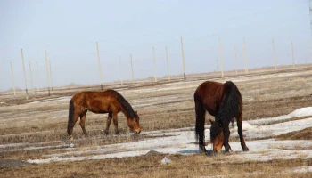 В Улытау раскрыто 15 фактов кражи скота